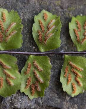 Fotografia 8 da espécie Asplenium trichomanes subesp. quadrivalens no Jardim Botânico UTAD