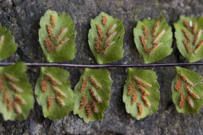 Fotografia da espécie Asplenium trichomanes subesp. quadrivalens