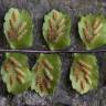 Fotografia 8 da espécie Asplenium trichomanes subesp. quadrivalens do Jardim Botânico UTAD