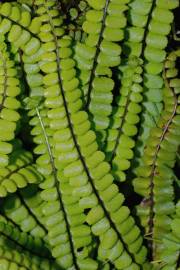 Fotografia da espécie Asplenium trichomanes subesp. quadrivalens