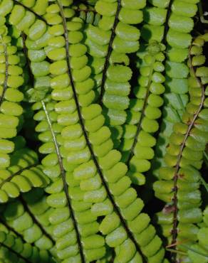 Fotografia 9 da espécie Asplenium trichomanes subesp. quadrivalens no Jardim Botânico UTAD