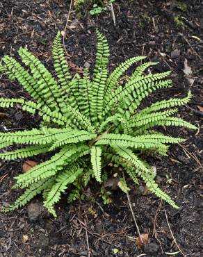 Fotografia 10 da espécie Asplenium trichomanes subesp. quadrivalens no Jardim Botânico UTAD