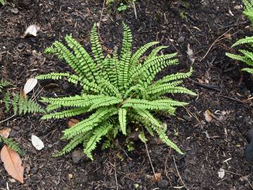 Fotografia da espécie Asplenium trichomanes subesp. quadrivalens