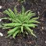 Fotografia 10 da espécie Asplenium trichomanes subesp. quadrivalens do Jardim Botânico UTAD