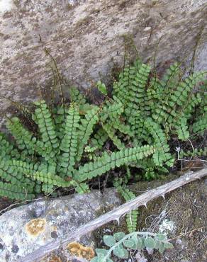 Fotografia 11 da espécie Asplenium trichomanes subesp. quadrivalens no Jardim Botânico UTAD