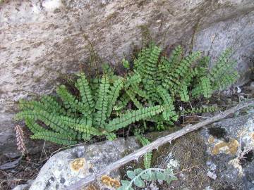 Fotografia da espécie Asplenium trichomanes subesp. quadrivalens