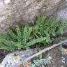 Fotografia 11 da espécie Asplenium trichomanes subesp. quadrivalens do Jardim Botânico UTAD