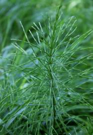 Fotografia da espécie Equisetum arvense