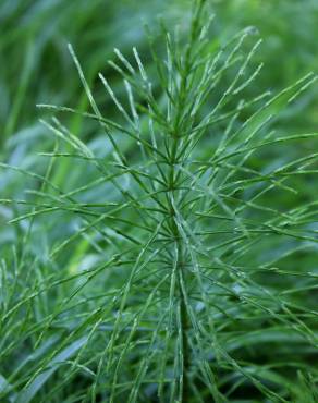 Fotografia 15 da espécie Equisetum arvense no Jardim Botânico UTAD