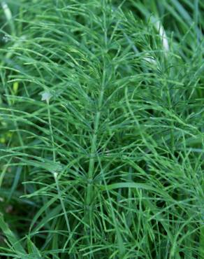 Fotografia 16 da espécie Equisetum arvense no Jardim Botânico UTAD