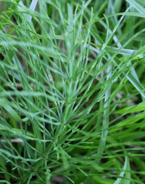 Fotografia 17 da espécie Equisetum arvense no Jardim Botânico UTAD