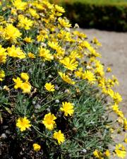 Fotografia da espécie Euryops pectinatus