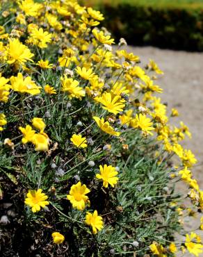 Fotografia 1 da espécie Euryops pectinatus no Jardim Botânico UTAD