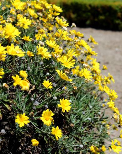 Fotografia de capa Euryops pectinatus - do Jardim Botânico