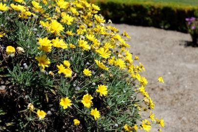 Fotografia da espécie Euryops pectinatus