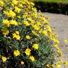 Fotografia 1 da espécie Euryops pectinatus do Jardim Botânico UTAD