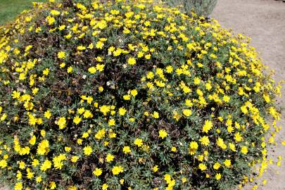 Fotografia da espécie Euryops pectinatus