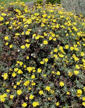 Fotografia 3 da espécie Euryops pectinatus no Jardim Botânico UTAD