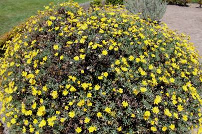 Fotografia da espécie Euryops pectinatus