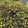 Fotografia 3 da espécie Euryops pectinatus do Jardim Botânico UTAD