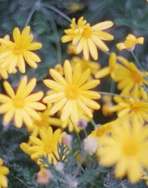 Fotografia 4 da espécie Euryops pectinatus no Jardim Botânico UTAD