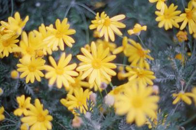 Fotografia da espécie Euryops pectinatus