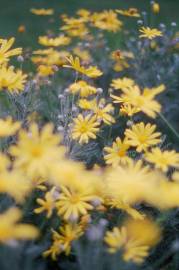 Fotografia da espécie Euryops pectinatus