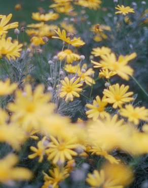 Fotografia 5 da espécie Euryops pectinatus no Jardim Botânico UTAD