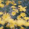 Fotografia 5 da espécie Euryops pectinatus do Jardim Botânico UTAD
