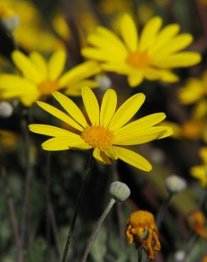 Fotografia 6 da espécie Euryops pectinatus no Jardim Botânico UTAD