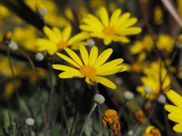 Fotografia da espécie Euryops pectinatus