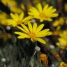 Fotografia 6 da espécie Euryops pectinatus do Jardim Botânico UTAD