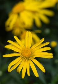 Fotografia da espécie Euryops pectinatus