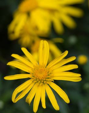 Fotografia 7 da espécie Euryops pectinatus no Jardim Botânico UTAD