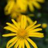 Fotografia 7 da espécie Euryops pectinatus do Jardim Botânico UTAD