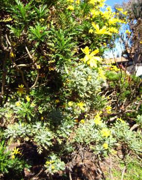 Fotografia 8 da espécie Euryops pectinatus no Jardim Botânico UTAD