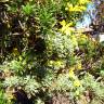 Fotografia 8 da espécie Euryops pectinatus do Jardim Botânico UTAD
