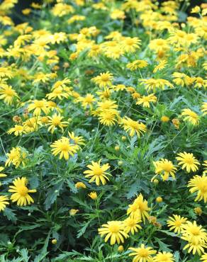 Fotografia 9 da espécie Euryops pectinatus no Jardim Botânico UTAD