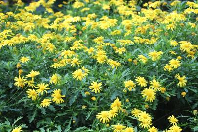 Fotografia da espécie Euryops pectinatus