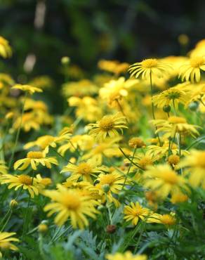 Fotografia 10 da espécie Euryops pectinatus no Jardim Botânico UTAD