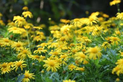 Fotografia da espécie Euryops pectinatus