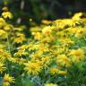 Fotografia 10 da espécie Euryops pectinatus do Jardim Botânico UTAD