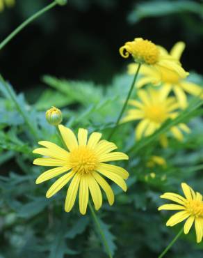 Fotografia 11 da espécie Euryops pectinatus no Jardim Botânico UTAD