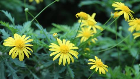 Fotografia da espécie Euryops pectinatus