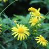 Fotografia 11 da espécie Euryops pectinatus do Jardim Botânico UTAD