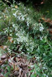 Fotografia da espécie Silene italica