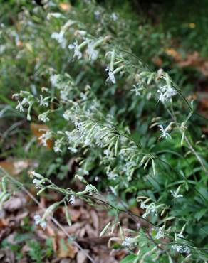 Fotografia 3 da espécie Silene italica no Jardim Botânico UTAD