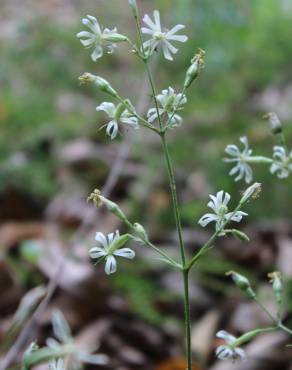 Fotografia 4 da espécie Silene italica no Jardim Botânico UTAD