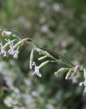 Fotografia 5 da espécie Silene italica no Jardim Botânico UTAD