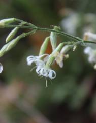 Silene italica